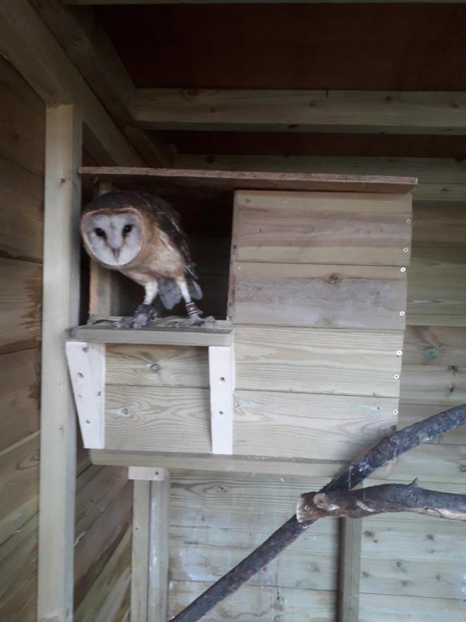 Ruby Shepherds Hut Sleeps 4 Rhayader Exterior photo